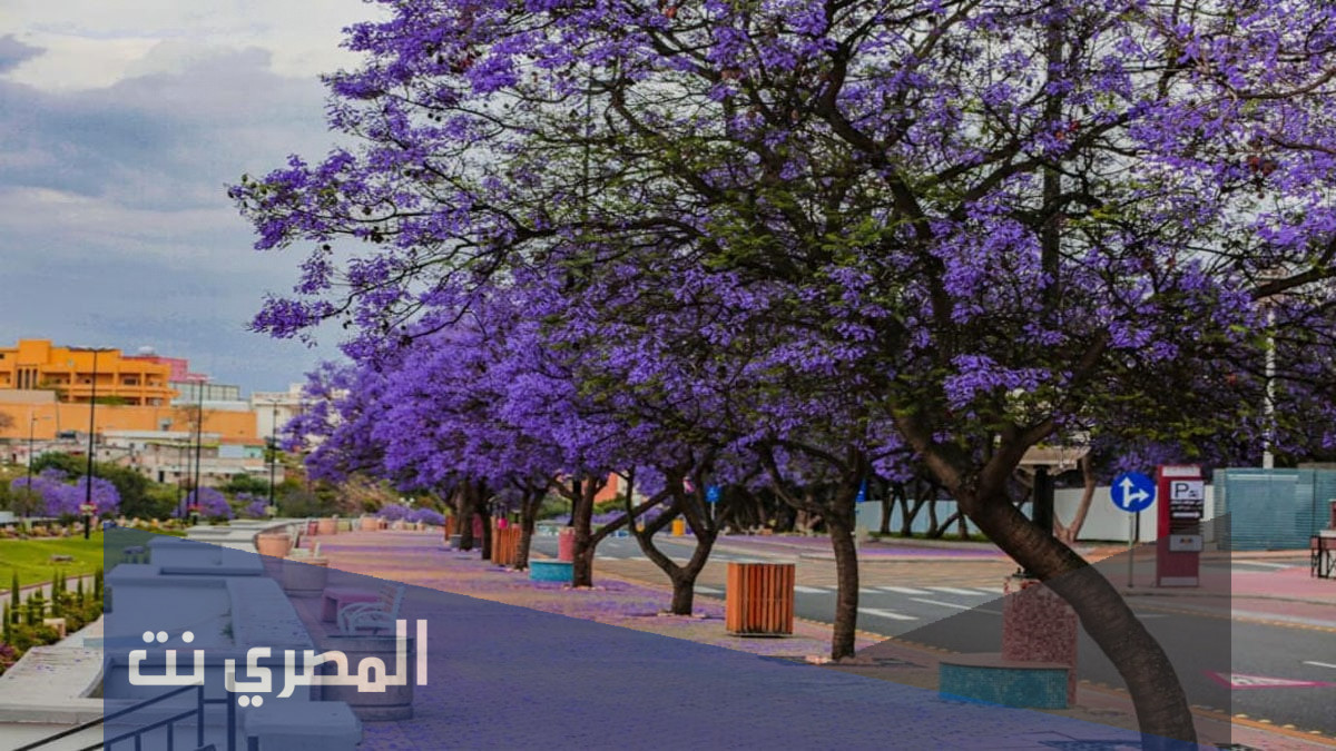 فعاليات اليوم الوطني 91 ابها