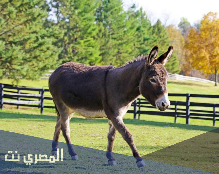 كم سنة يعيش الحمار