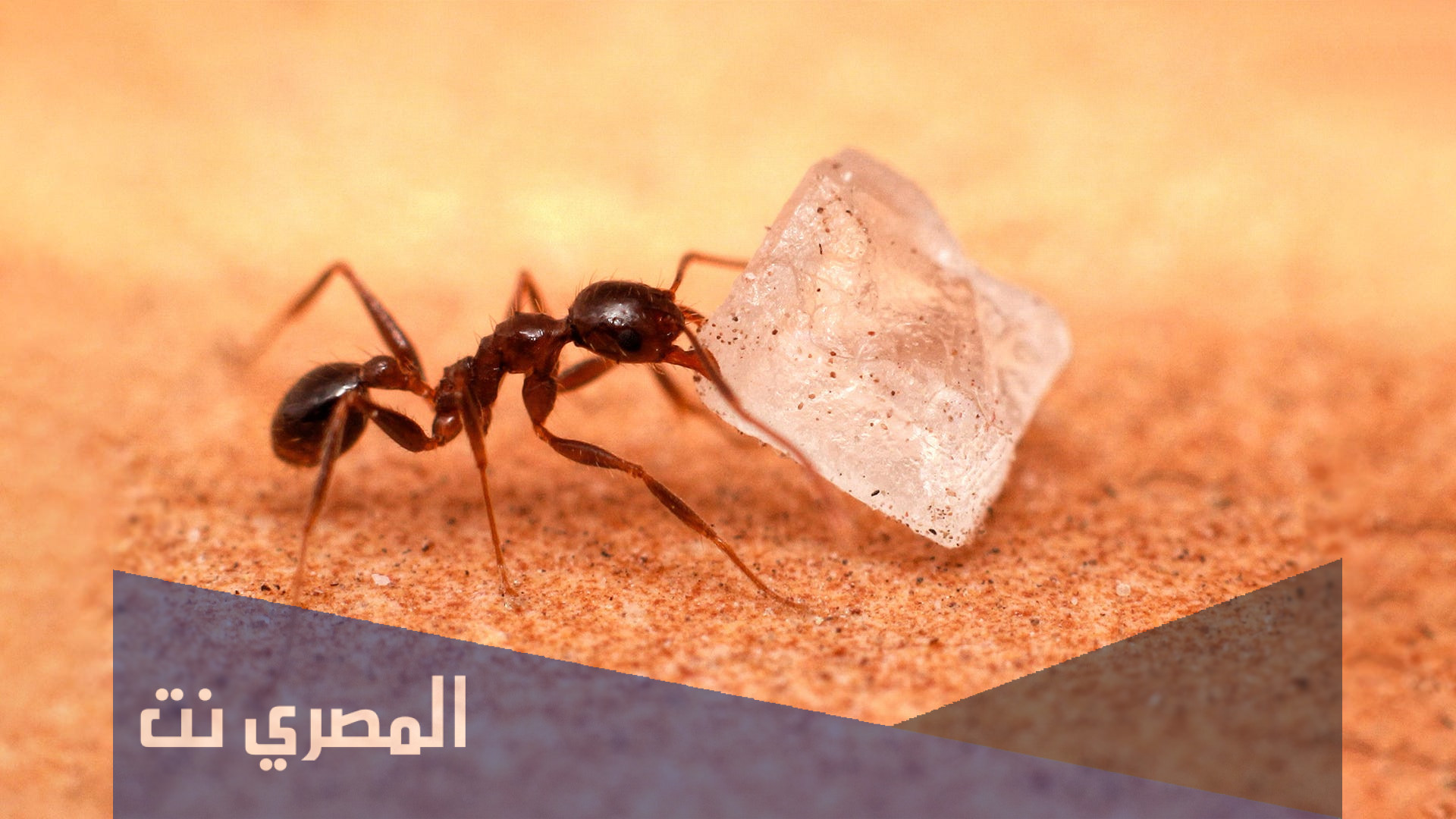 كم عدد ارجل النملة