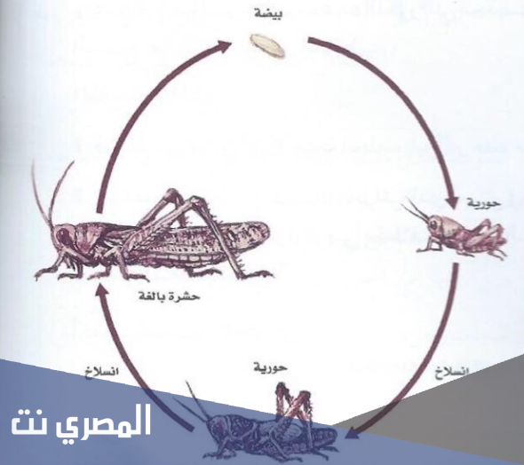 كم عدد مراحل التحول الكامل والناقص