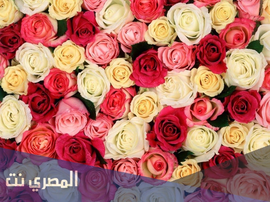 كيف احافظ على الورد الطبيعي فتره اطول