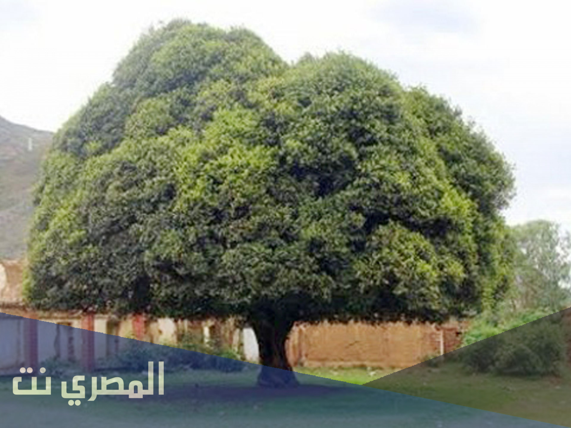 ما هي الشجرة العظيمة المتشعبة ذات الفروع العديدة