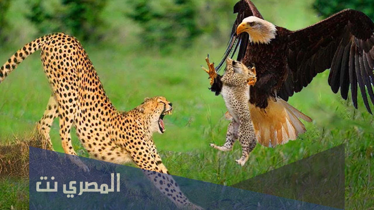 كيف ينقض النسر على فريسته