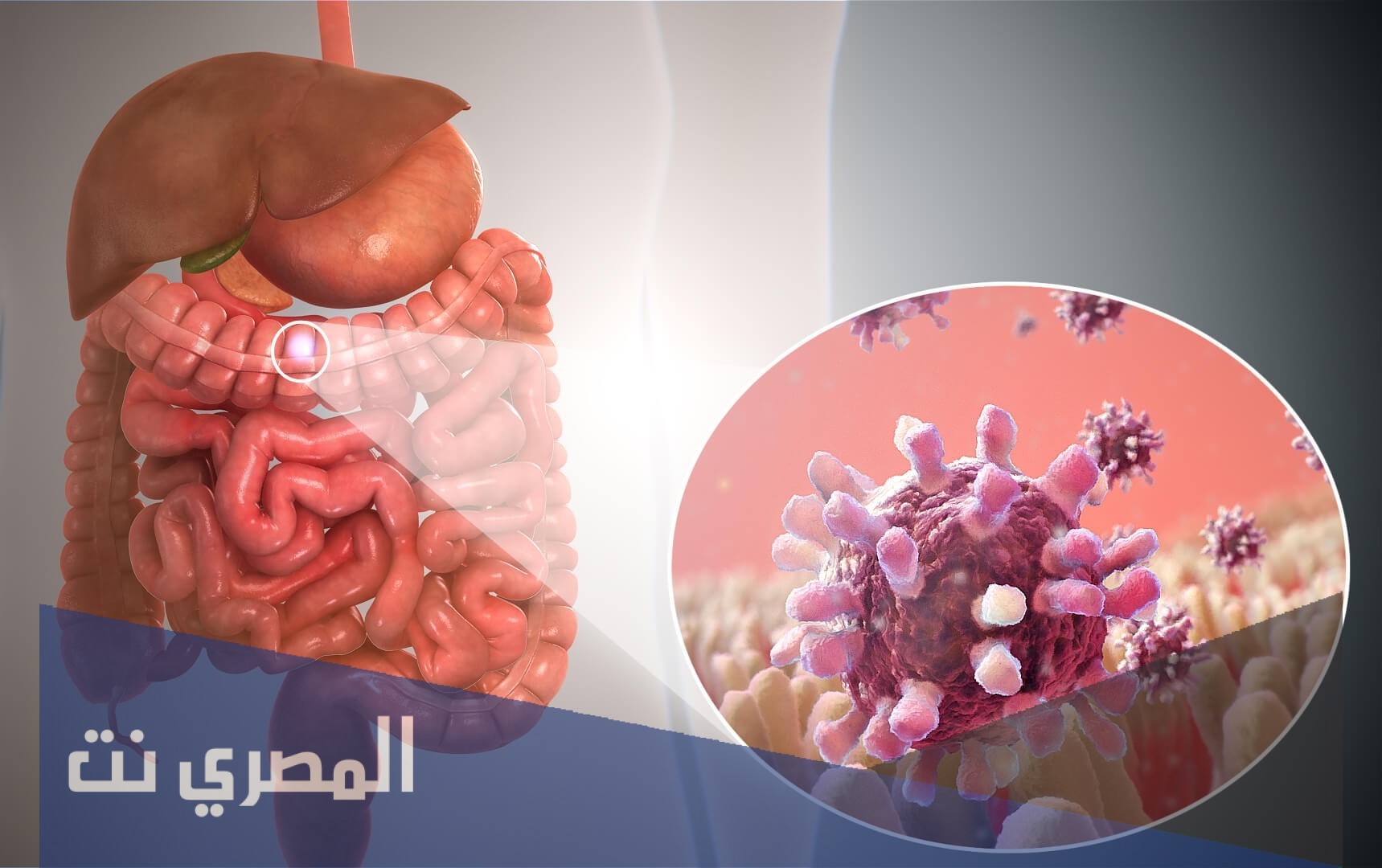 المصطلح المناسب الذي يصف المعدة