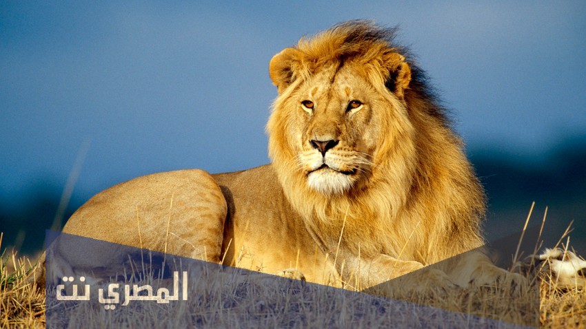 لا تأسفن على غدرٍ لطالما القصيدة كاملة للشافعي pdf