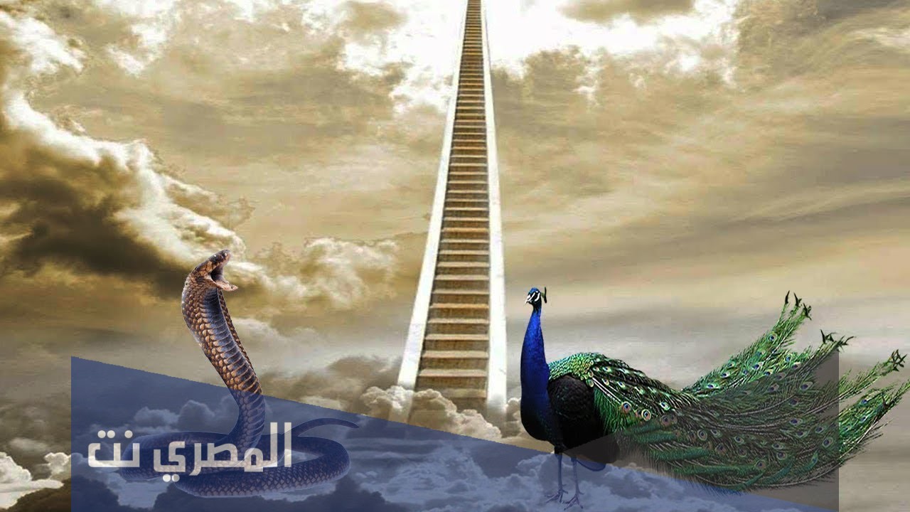 لماذا الطاووس مطرود من الجنة