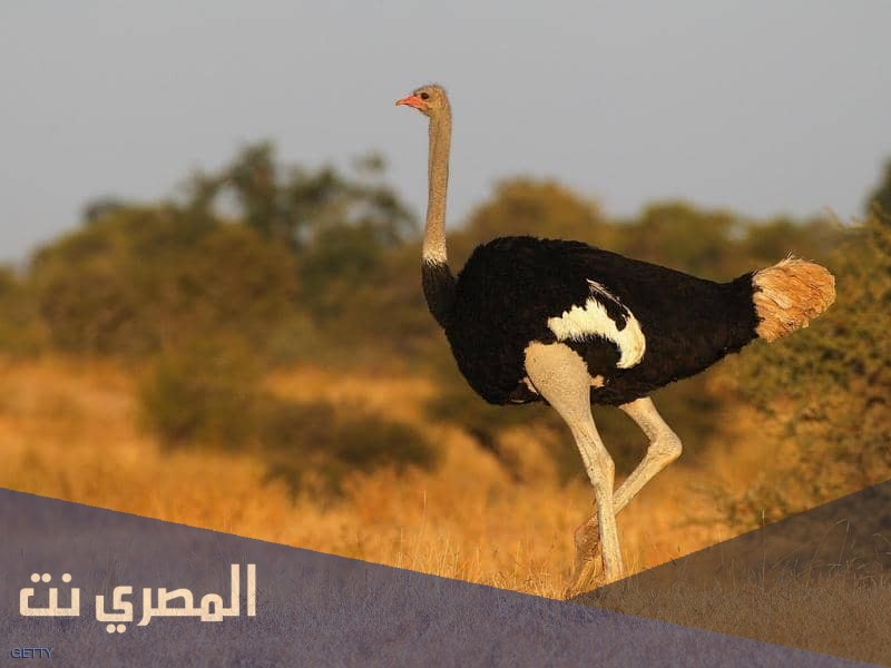 لماذا تحتاج الطيور التي لا تطير مثل النعامة إلى الريش؟