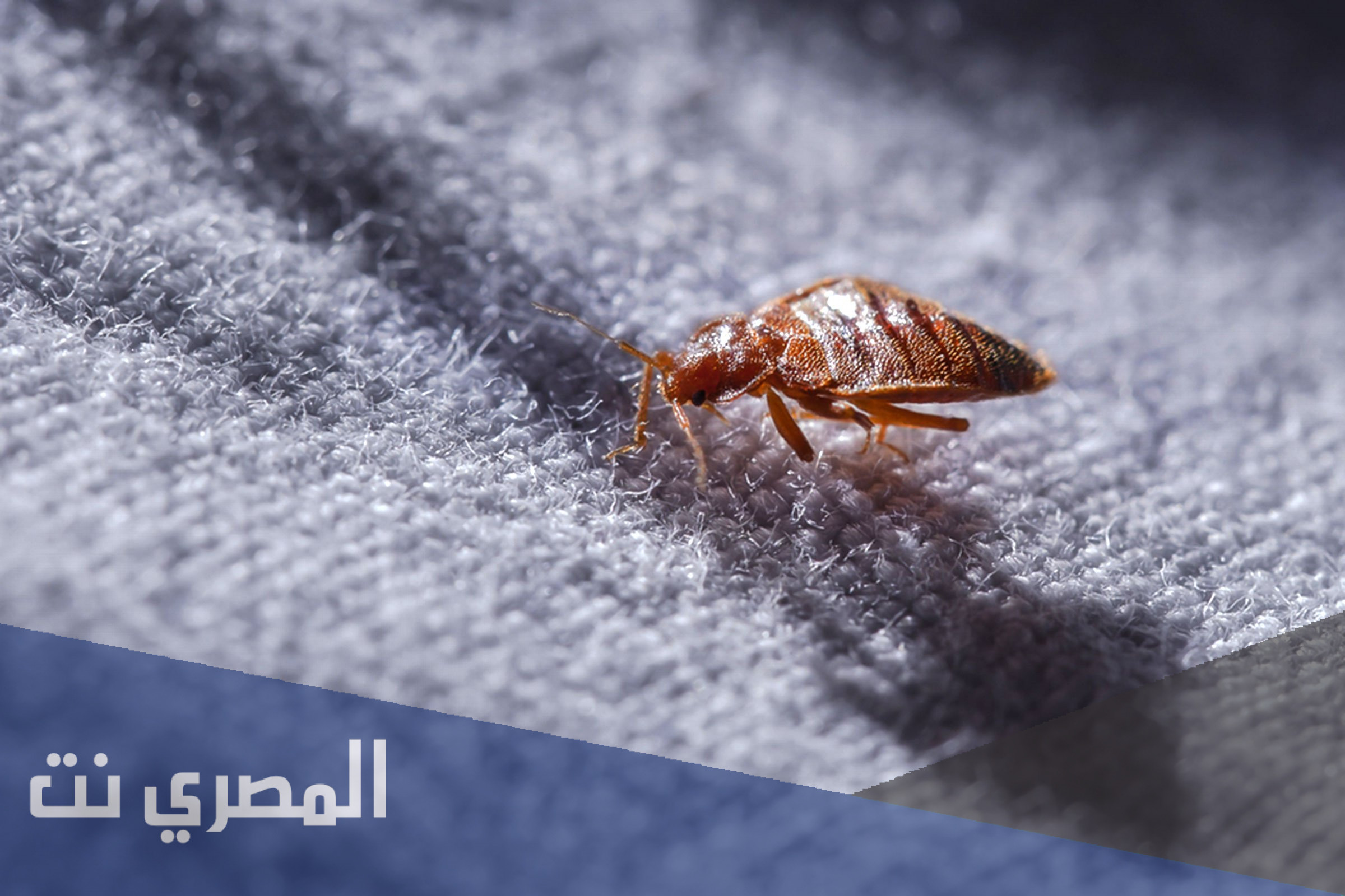 لماذا تنجذب الحشرات الطائرة في الليل للأضواء الاصطناعية