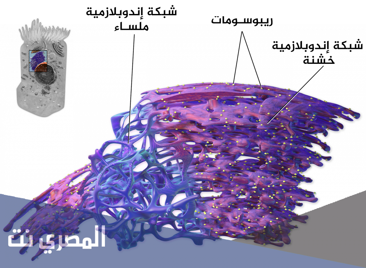 لماذا سميت الشبكة الاندوبلازمية الناعمة بهذا الاسم
