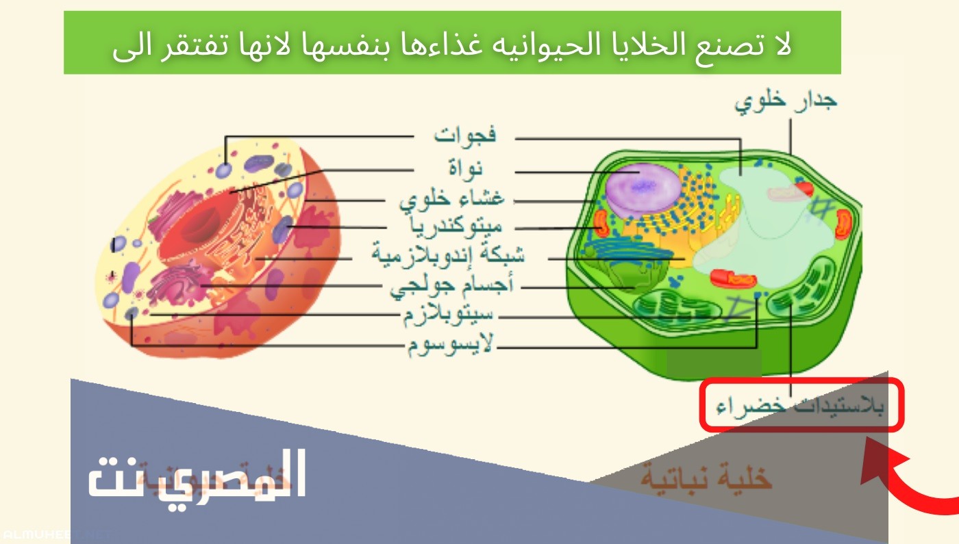 لماذا لا تصنع الخلايا الحيوانيه غذاءها بنفسها