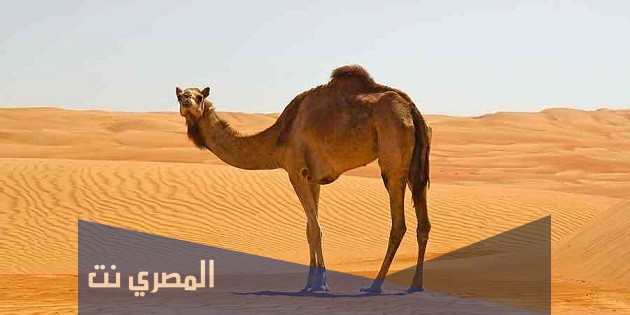 لماذا لا تغوص قدما الجمل في رمال الصحراء
