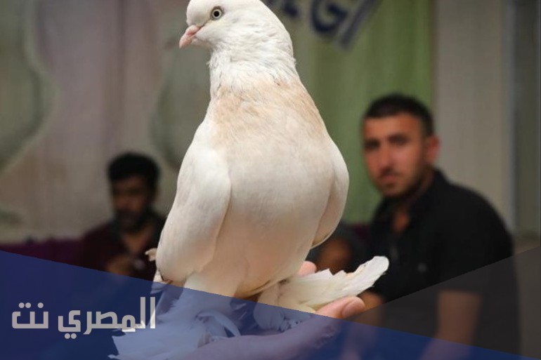 لماذا لا تقبل شهادة مربي الحمام