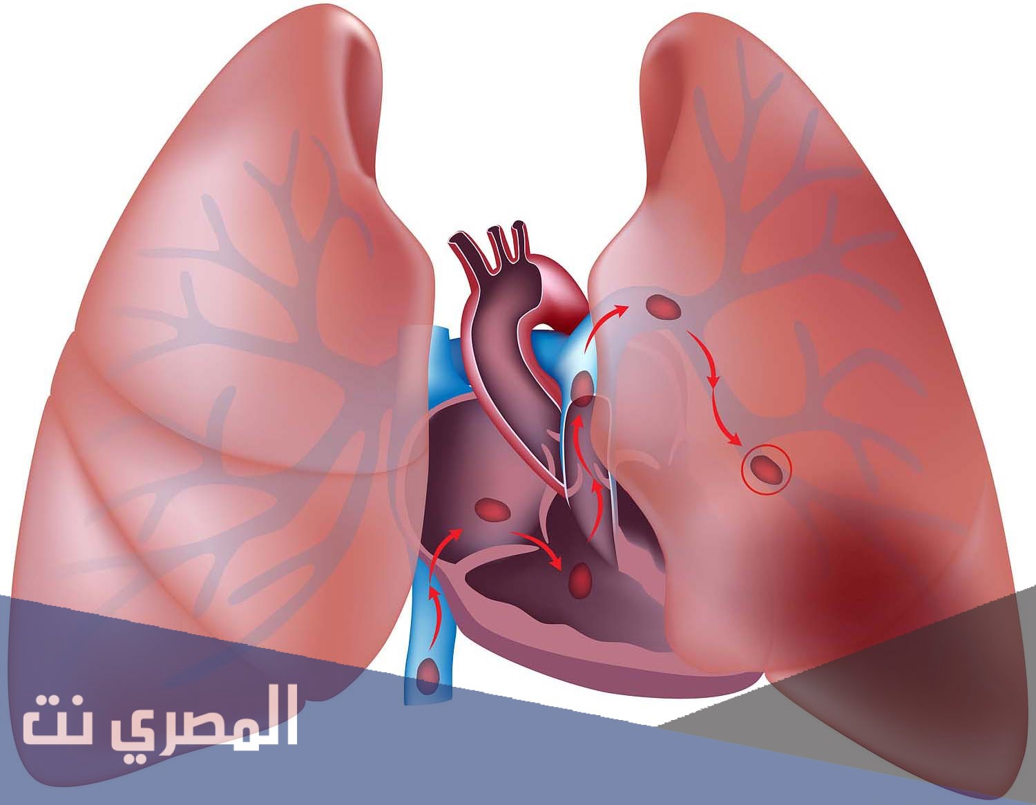 لماذا لون الدم في الشريان الرئوي قاتم