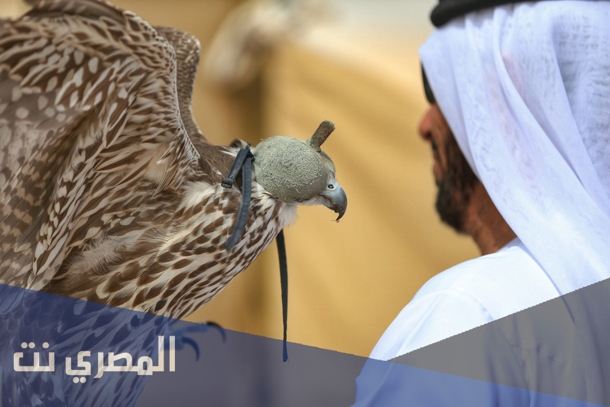 لماذا يتم تغطية عين الصقر
