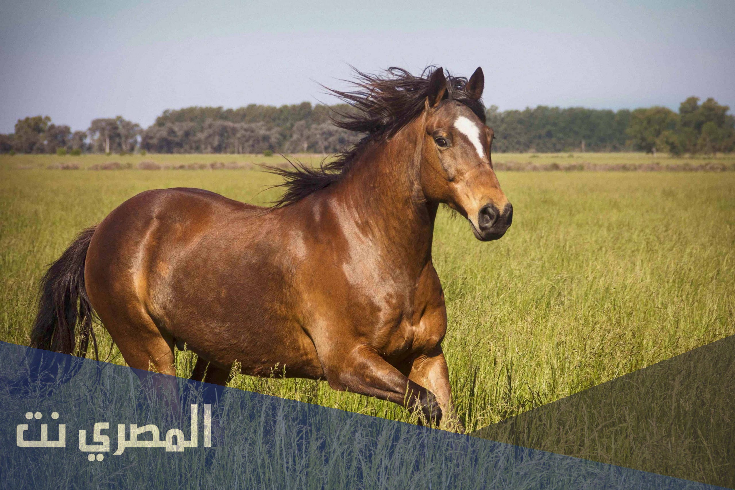 لماذا يقتل الحصان إذا أصيب ساقه