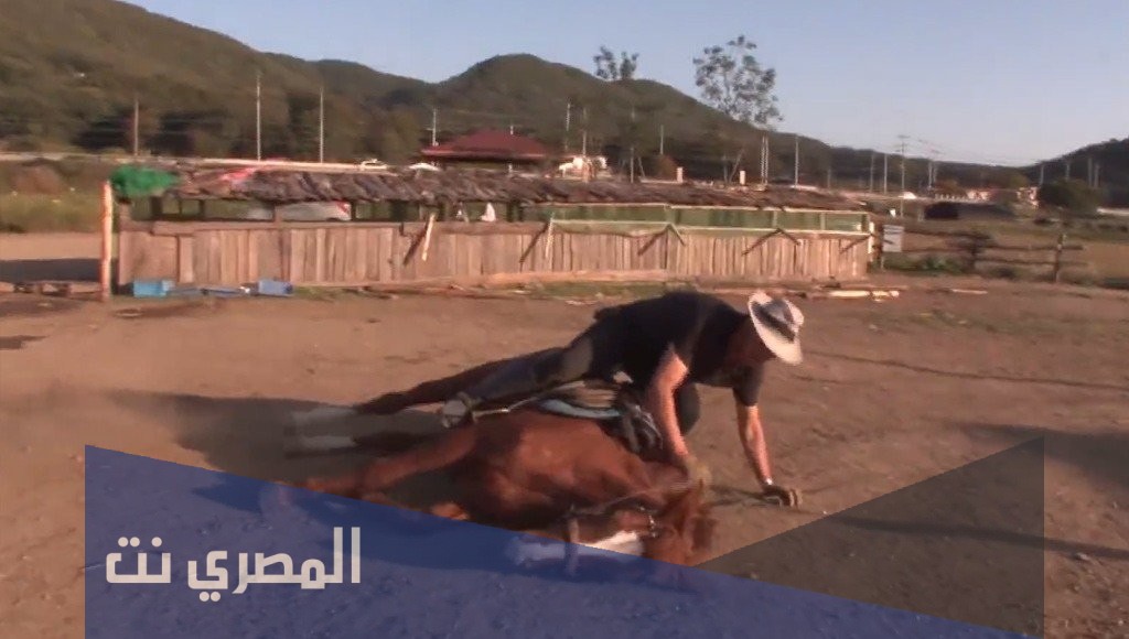 لماذا يقتل الحصان اذا قطع ذيله