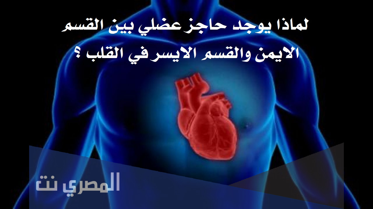 لماذا يوجد حاجز عضلي بين القسم الايمن والقسم الايسر في القلب