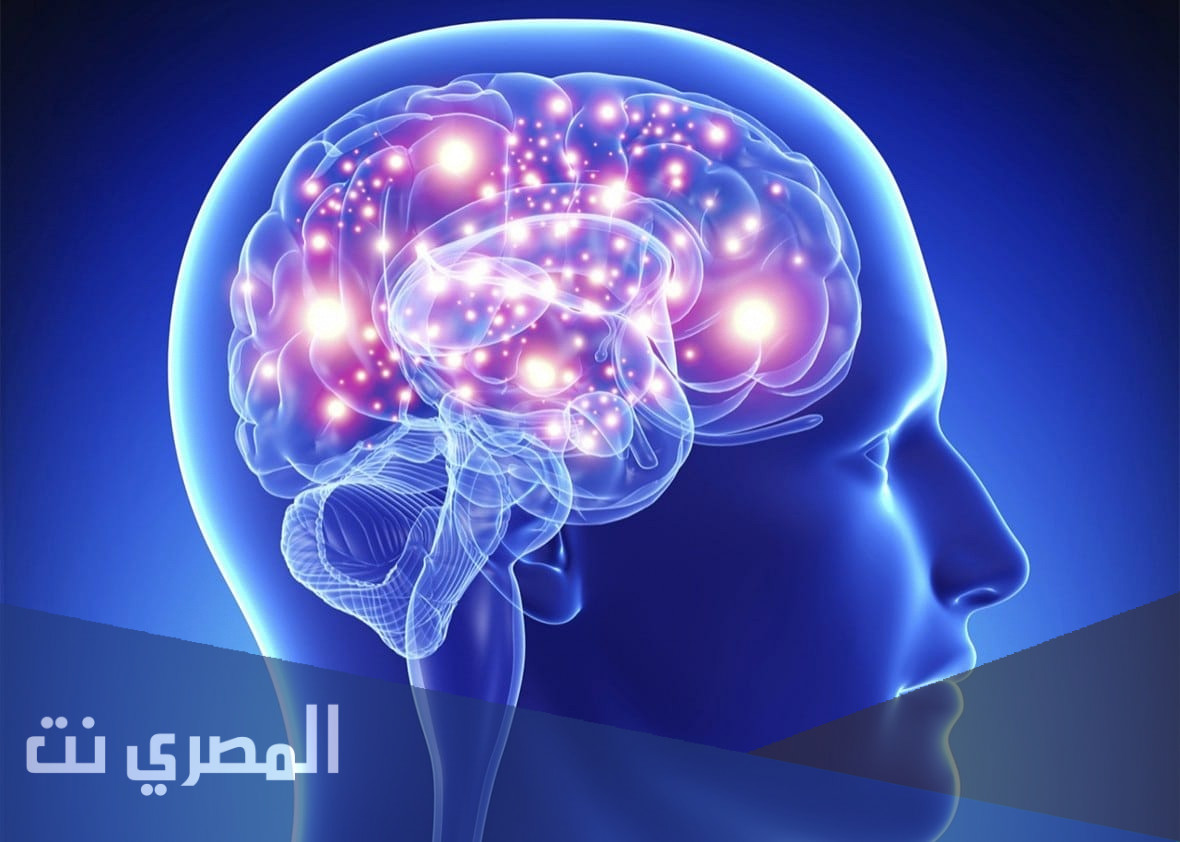 ما الفرق بين العقل والدماغ والمخ