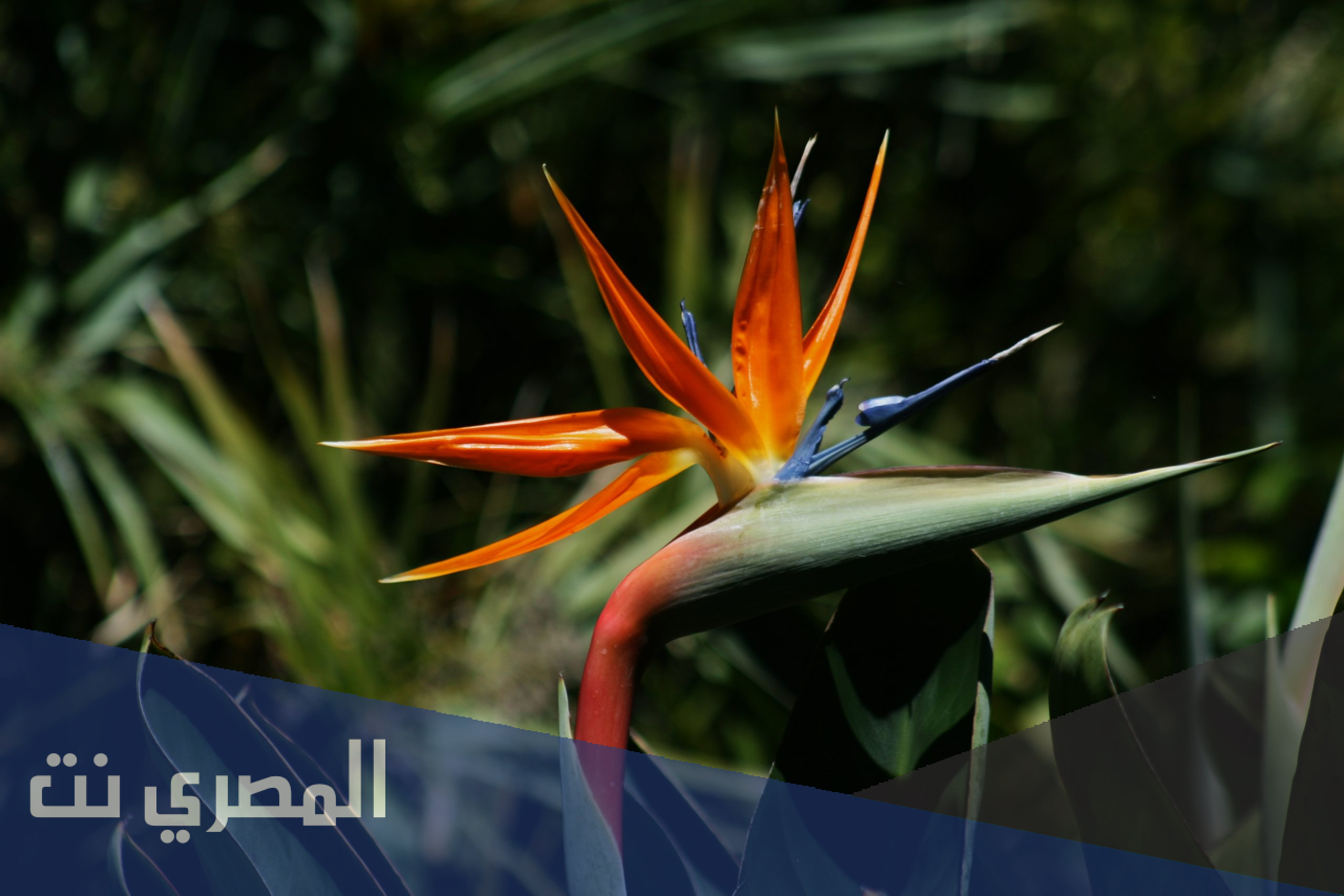 ما الموطن الاصلي لنبات عصفور الجنه الملكي