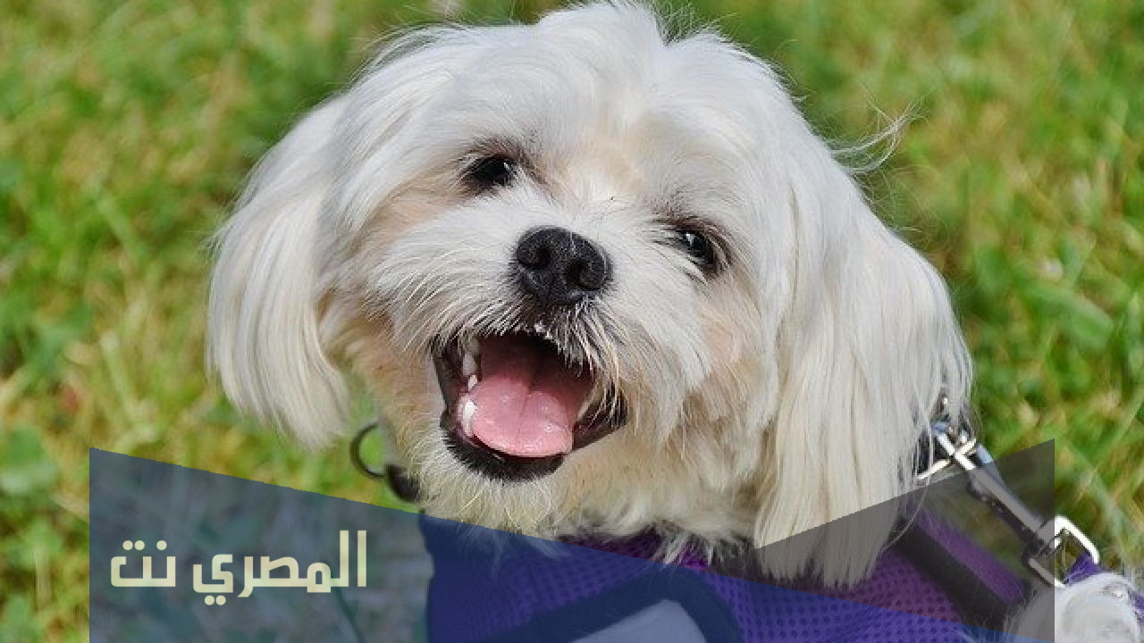 ما حكم تربية الكلاب في المنزل