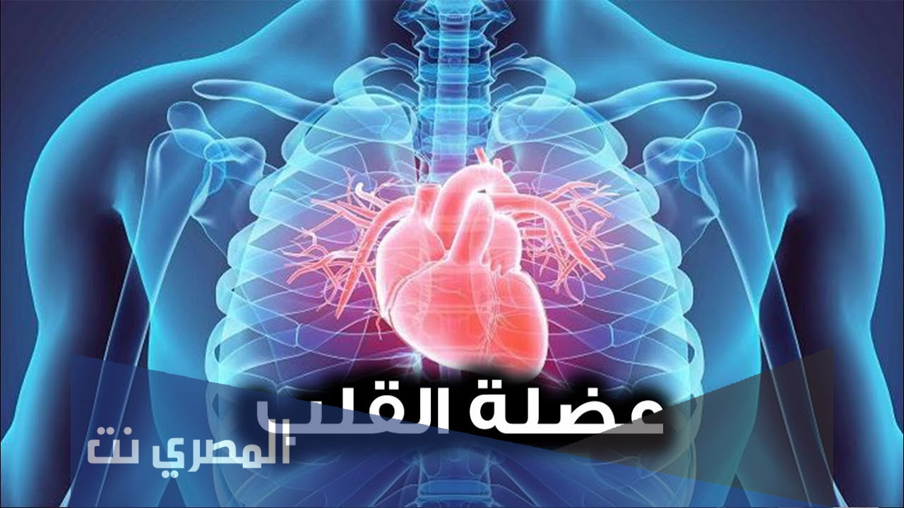 ما هو أكبر أجزاء القلب
