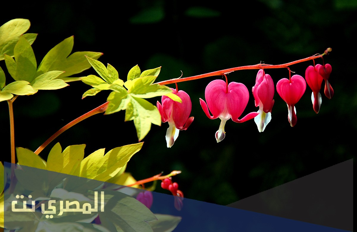 ما هو الطور السائد في النباتات البذرية