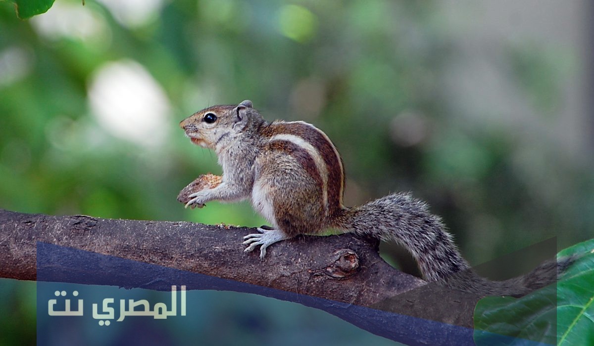 ما هو حيوان السنجاب
