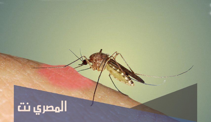 ما هي الحشره التي تنقل الحمى الصفراء