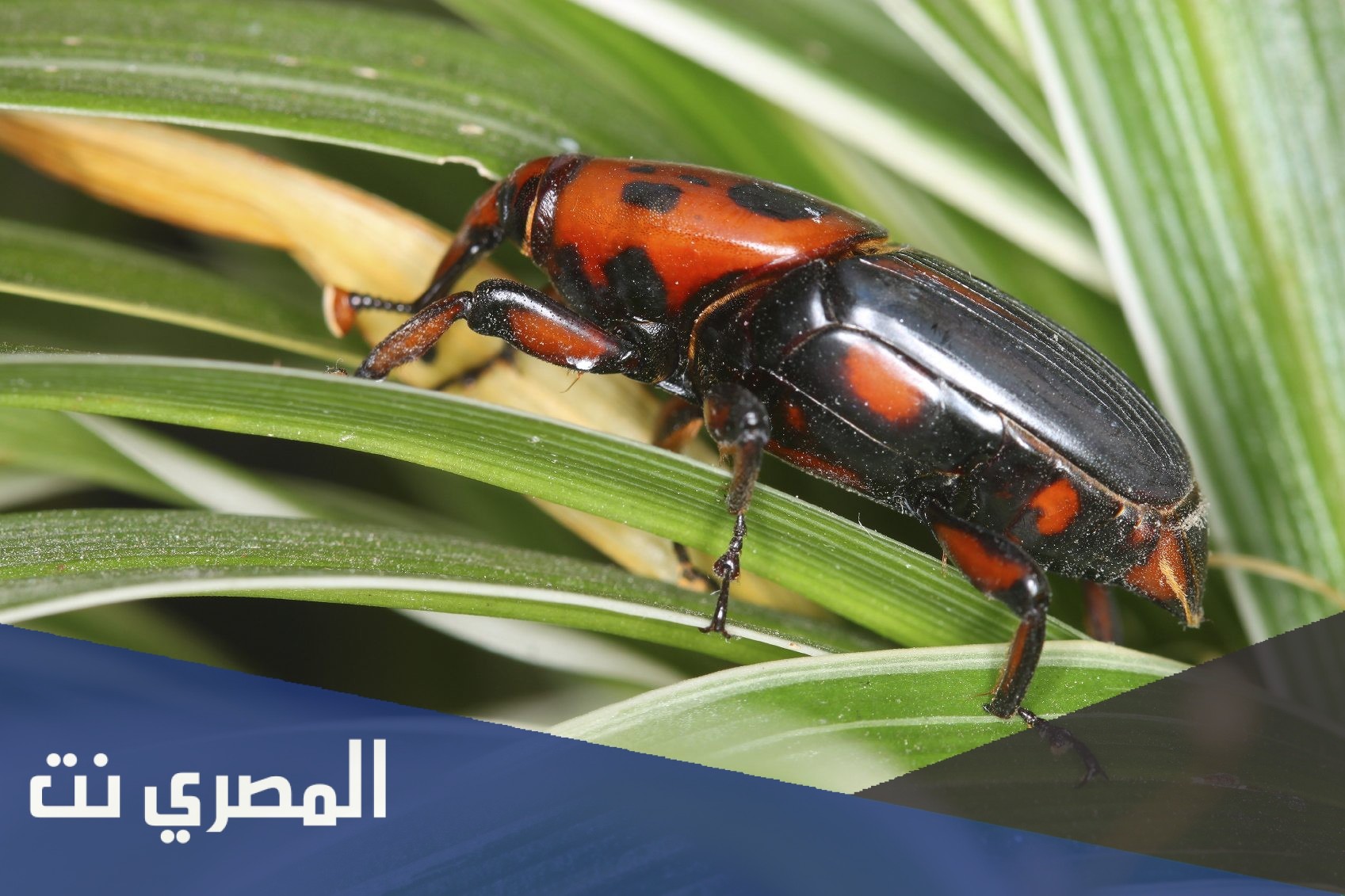 ما هي السوسة الحمراء التي تصيب النخيل