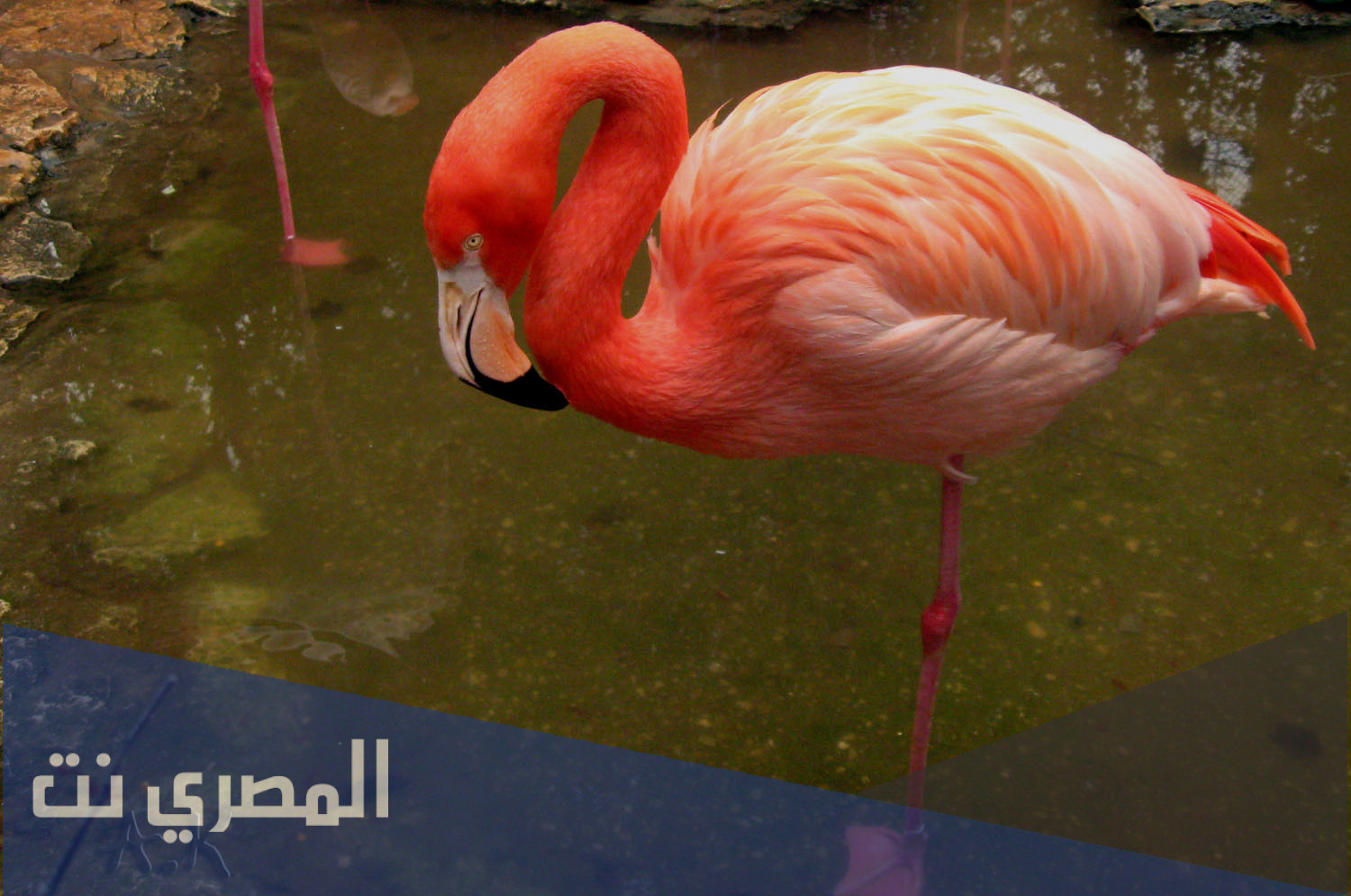 لماذا سمي مالك الحزين بهذا الاسم