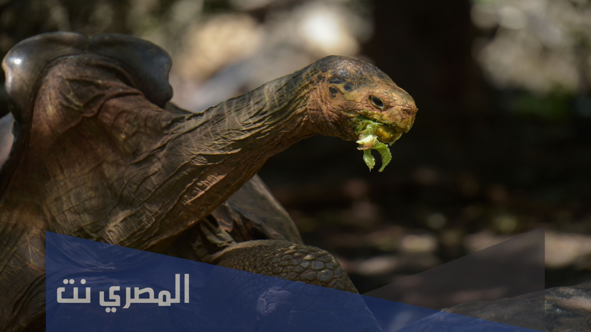 ماذا يطلق على ذكر السلحفاة