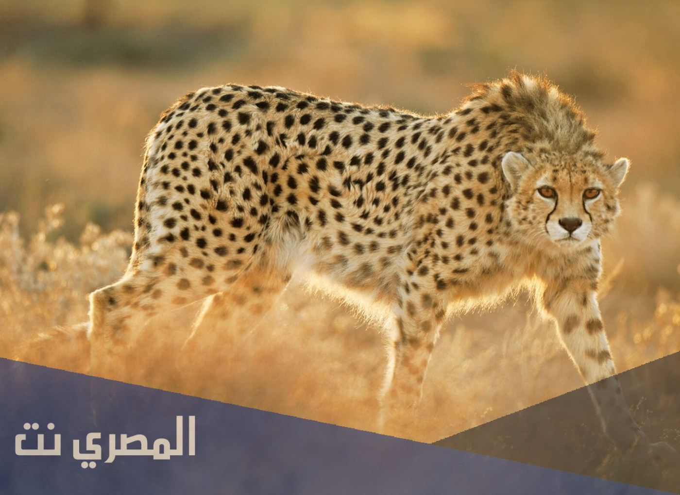 ماهو اسرع حيوان بري في العالم