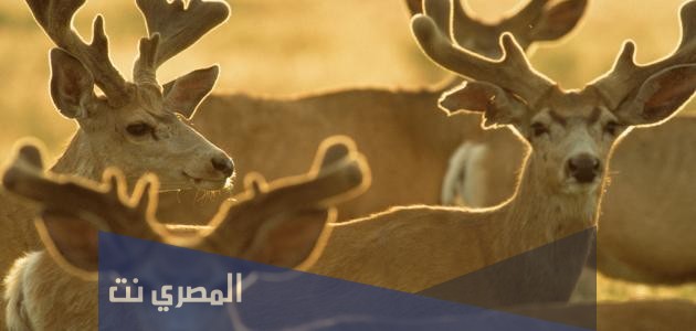 ماهو الوعل وما انواعه