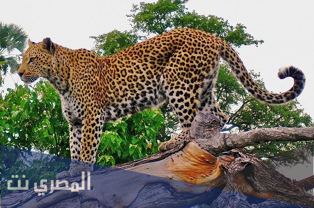 معلومات عن النمر الارقط