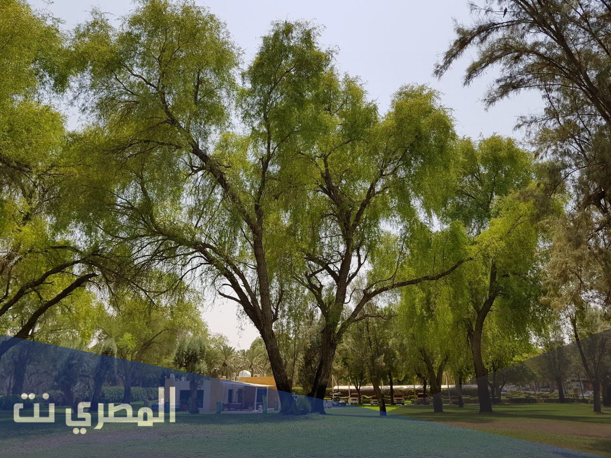 معلومات عن شجرة الغاف