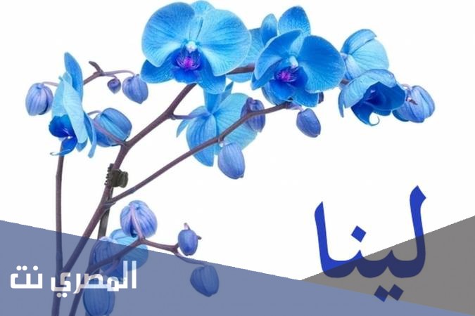 معنى اسم لينا بالتفصيل وصفات من تحمله