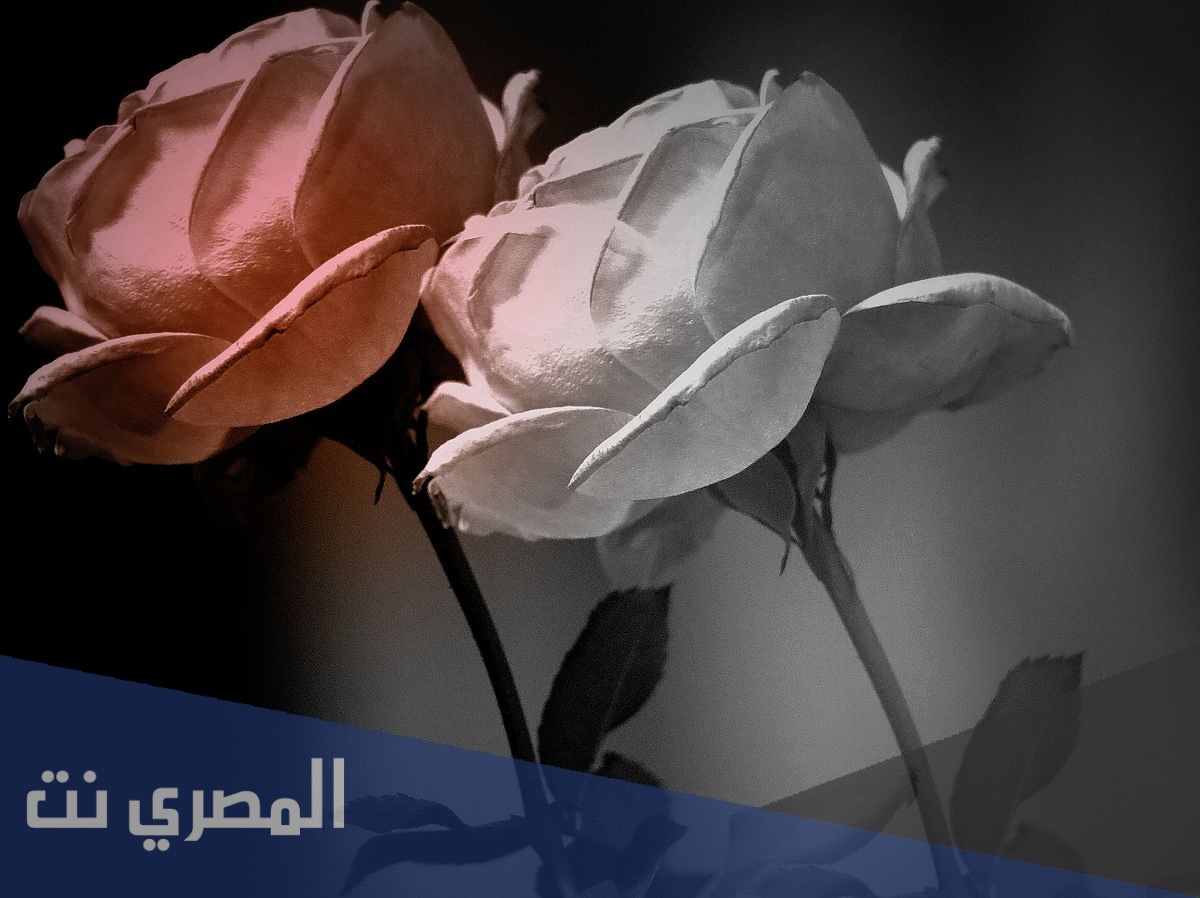 من هي مي سليم ويكيبيديا