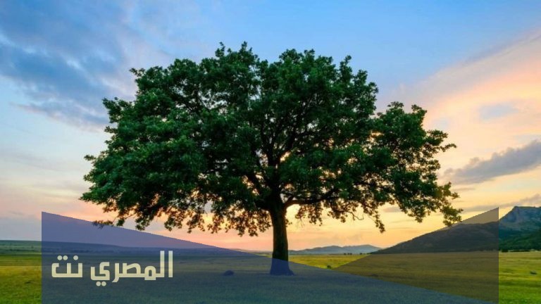 موضوع تعبير جديد عن أهمية الأشجار 2021