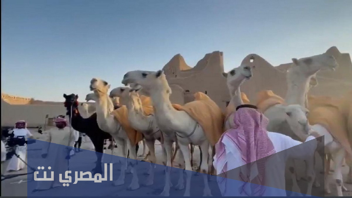من هو مالك ابل القطامات