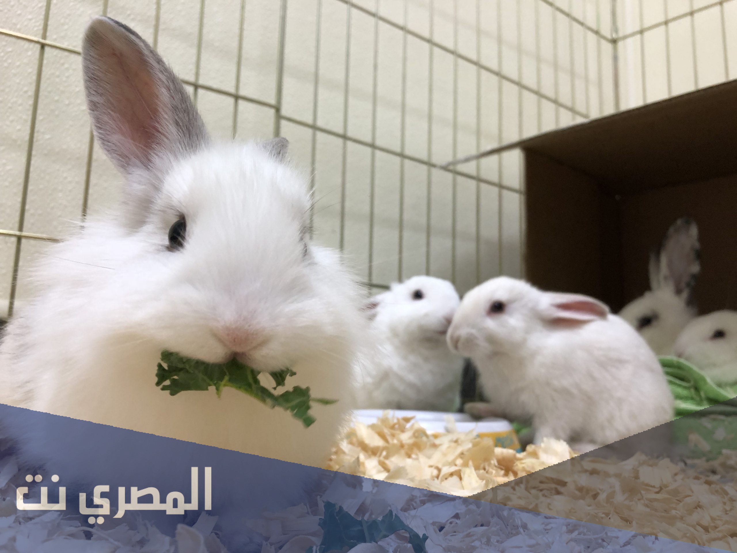 نص معلوماتي عن تربية الحيوانات في المنزل