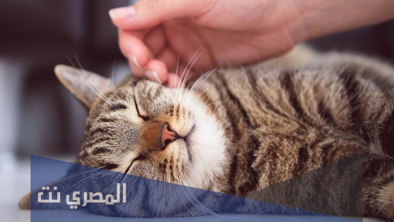 هل القط ينكر المعروف يوم القيامة