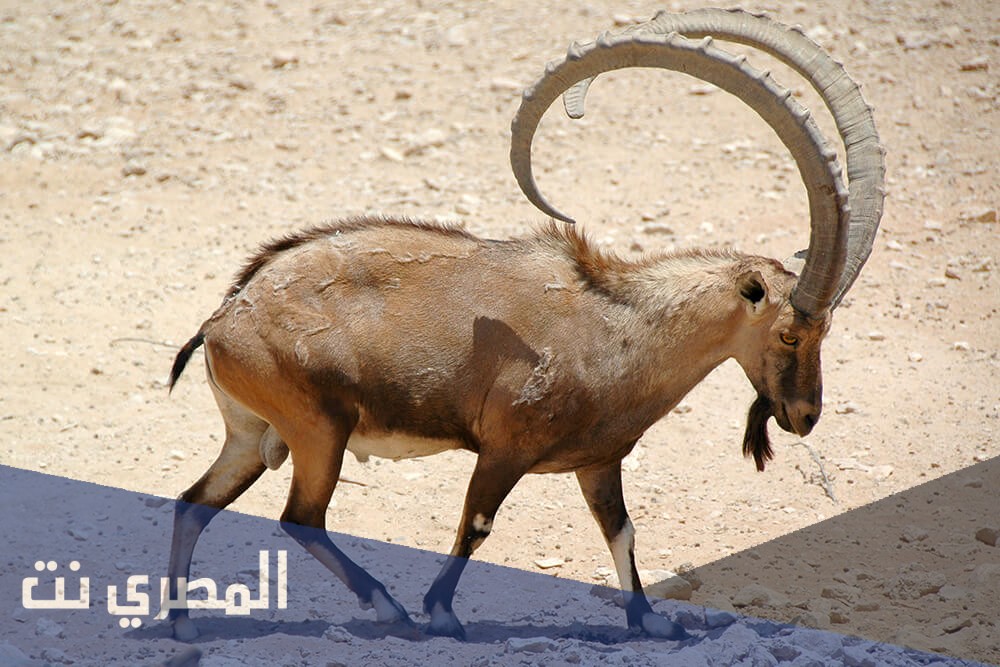ما هو الوعل الجبلي