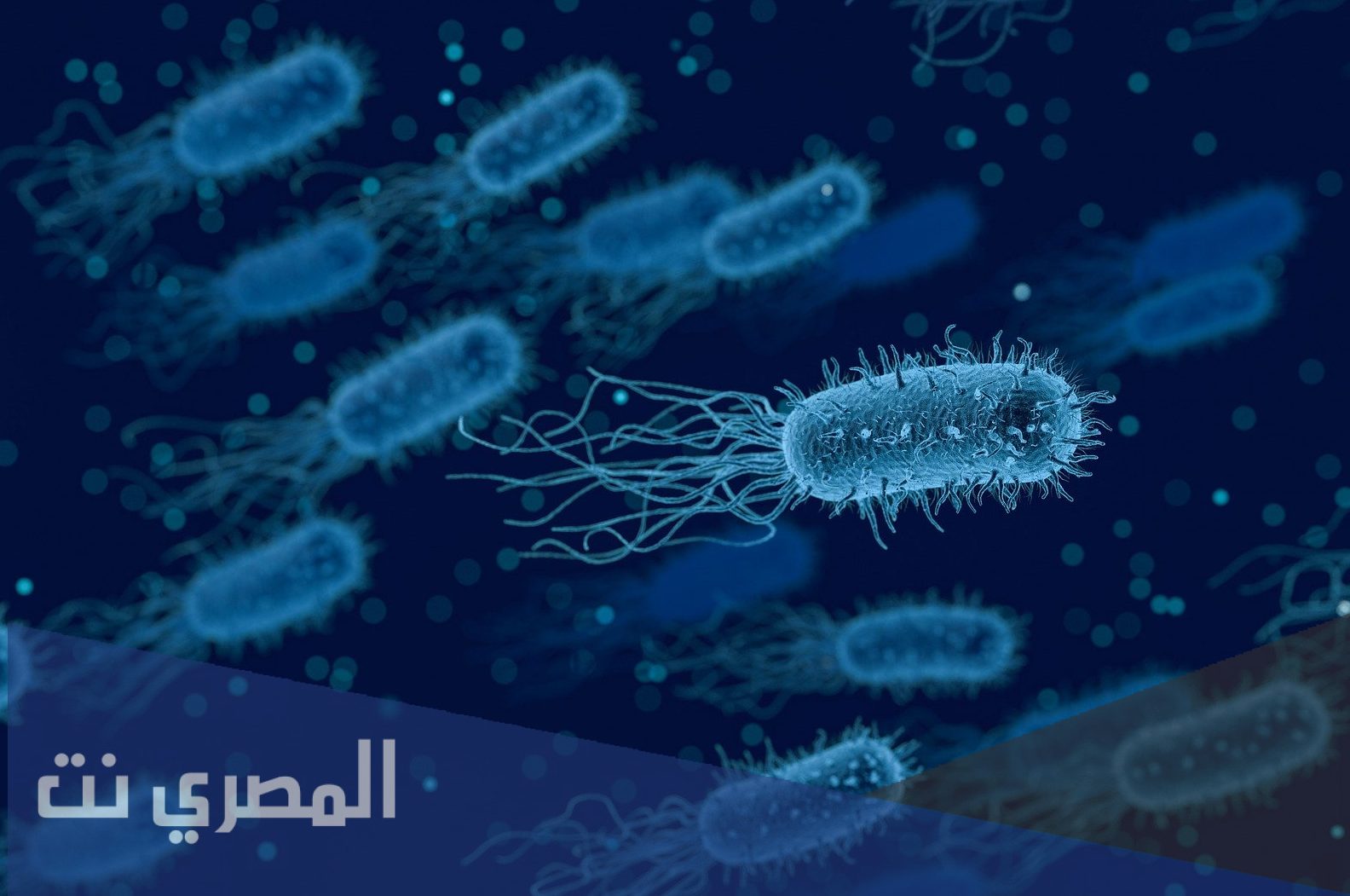 هل جرثومة شيغيلا مميته
