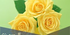 خلفيات لون اصفر كيوت للبنات