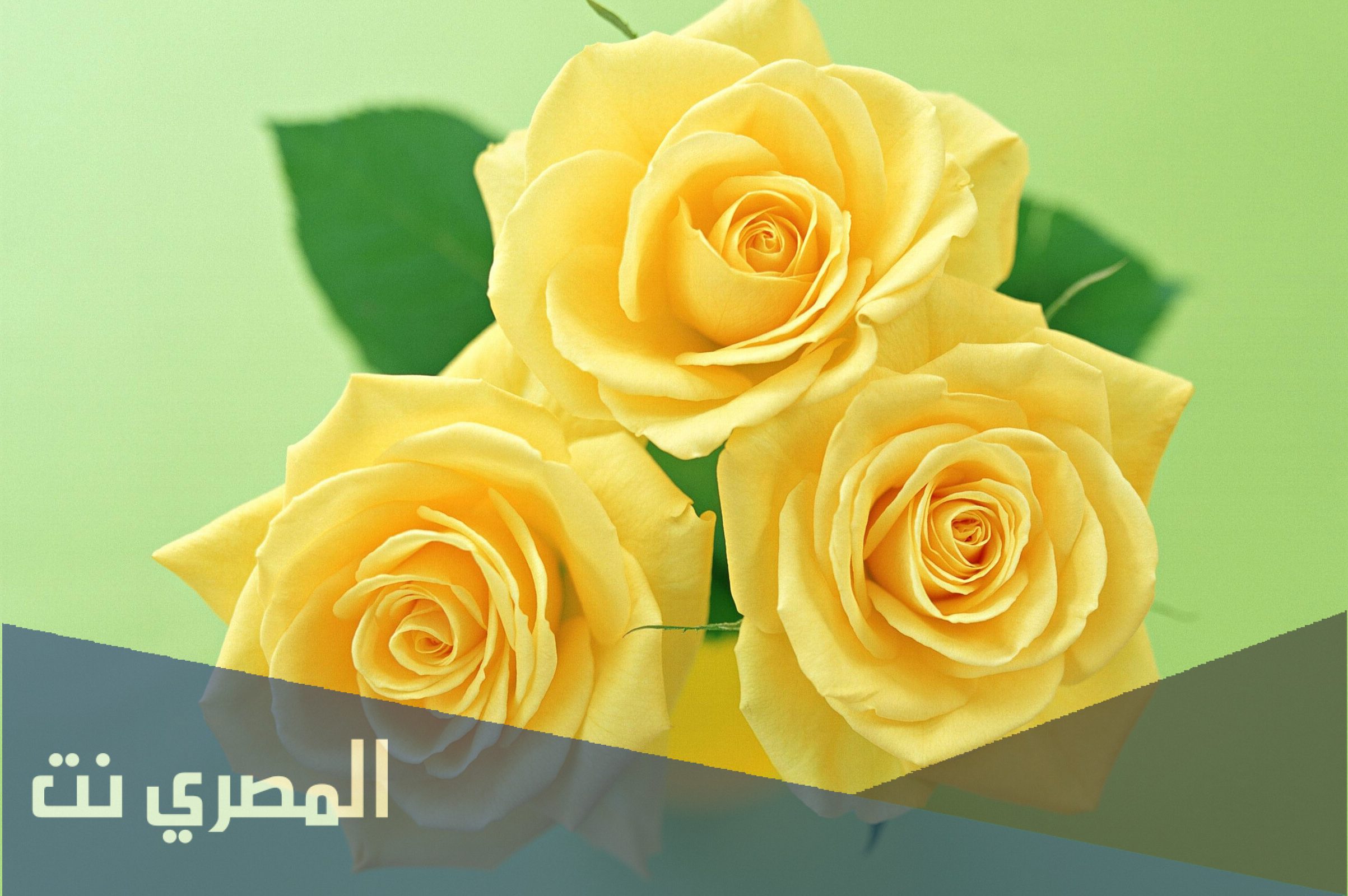 خلفيات لون اصفر كيوت للبنات