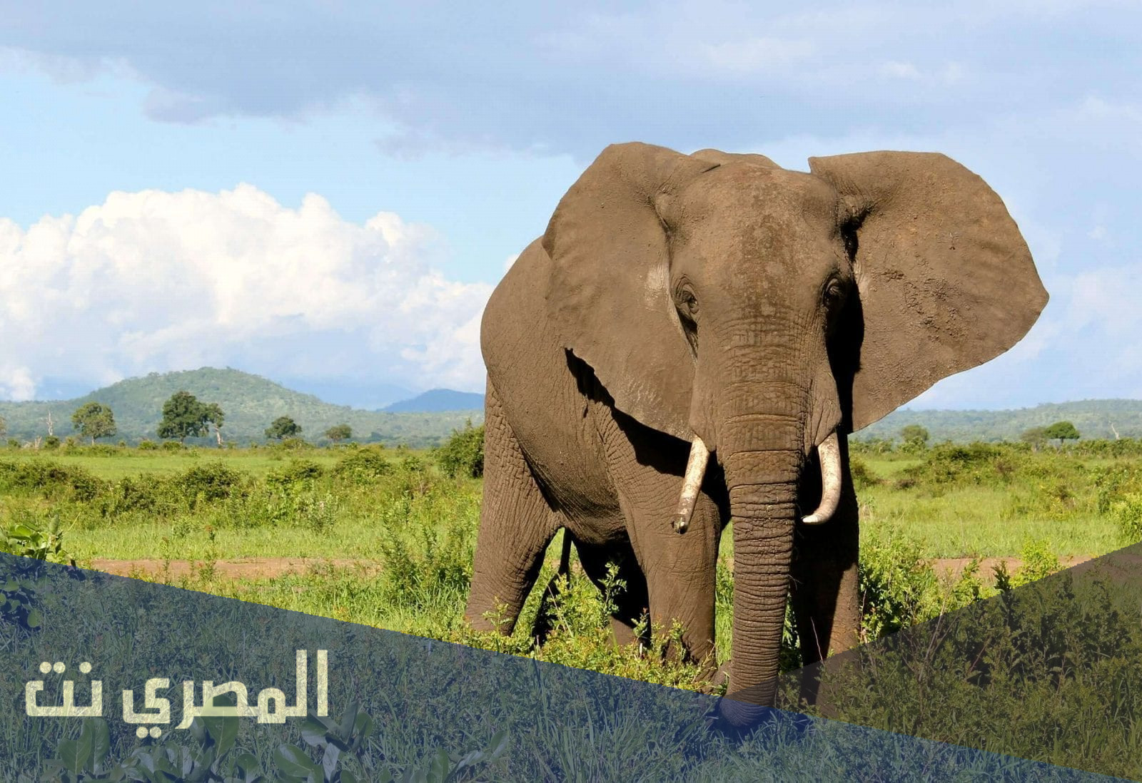 حيوان كان قائد جيش من الجيوش من هو