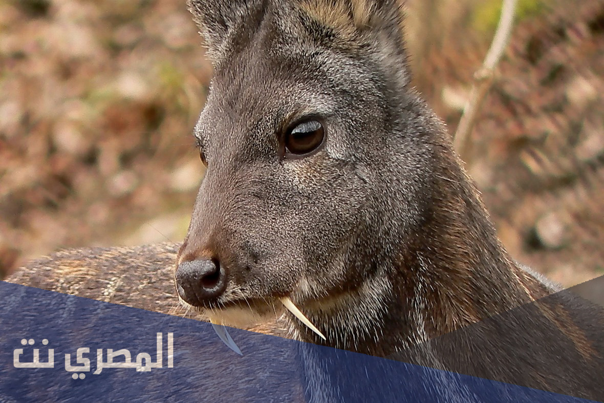 كم طول غزال المسك