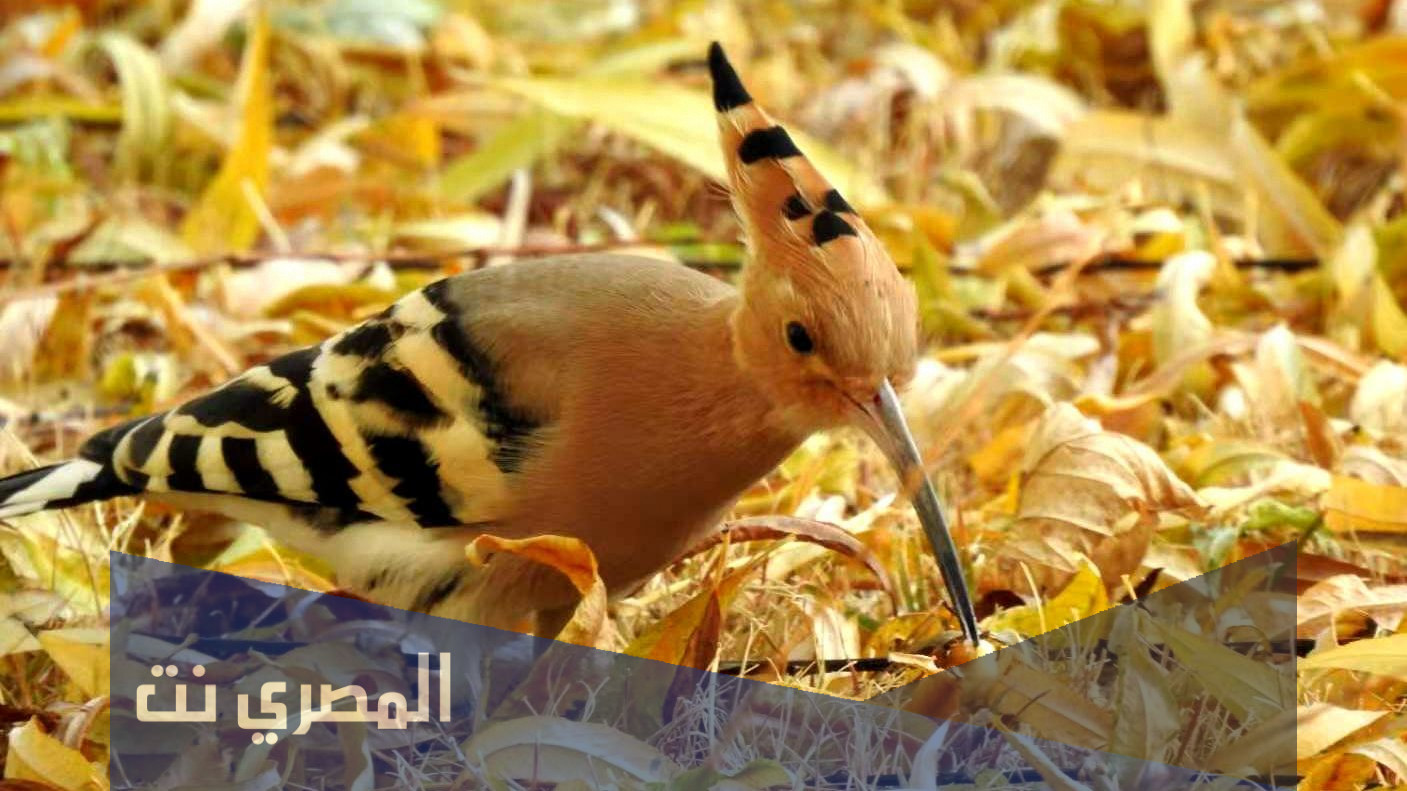 ما اسم الطائر الذي كلمه سيدنا سليمان