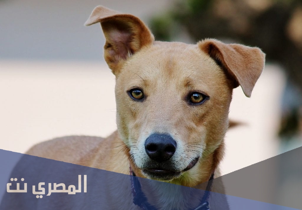 لماذا يلهث الكلب