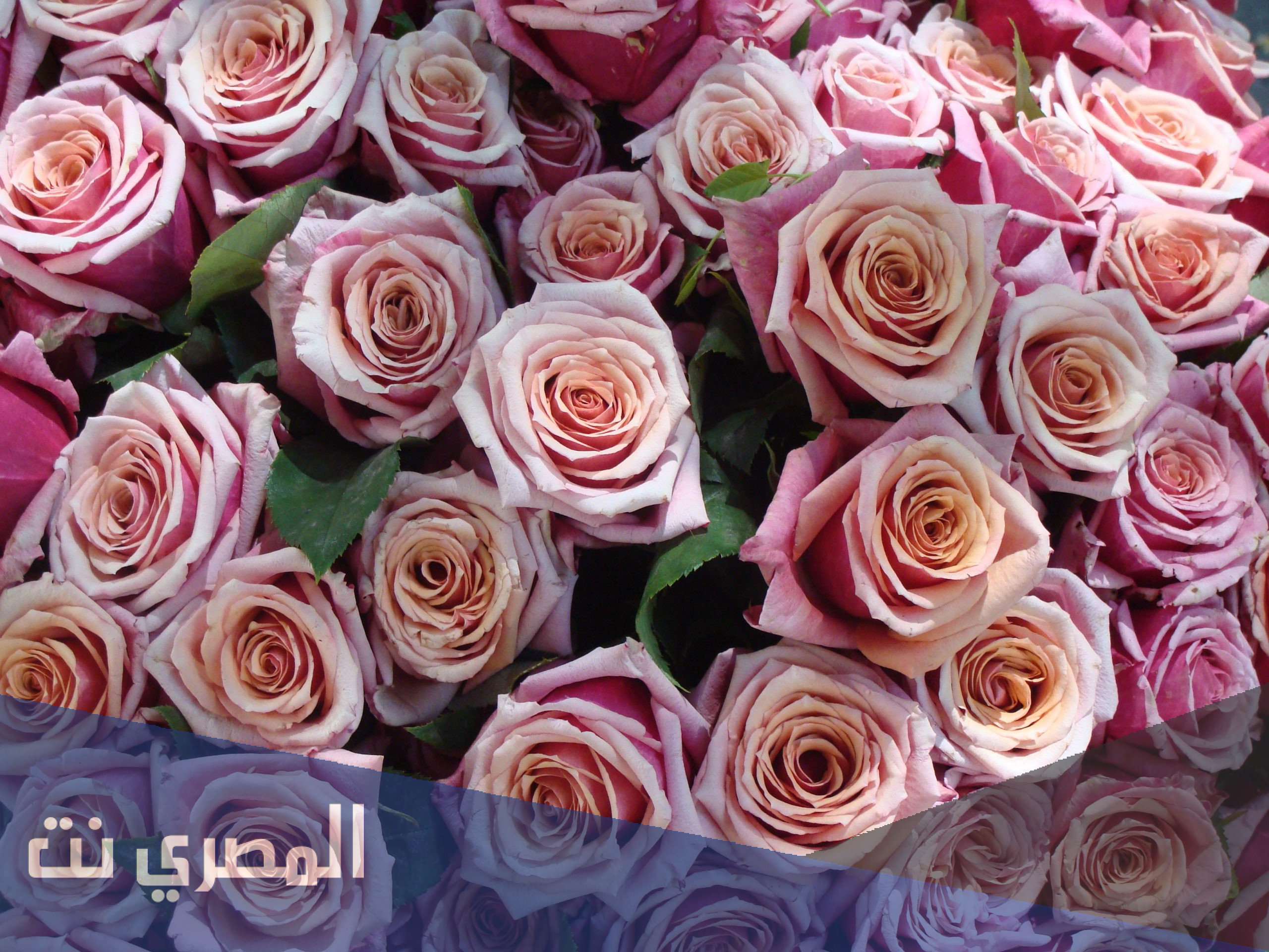 الرد على قدامك العافيه